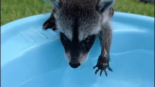 Si que le gusta el agua a este mapachin 🦝