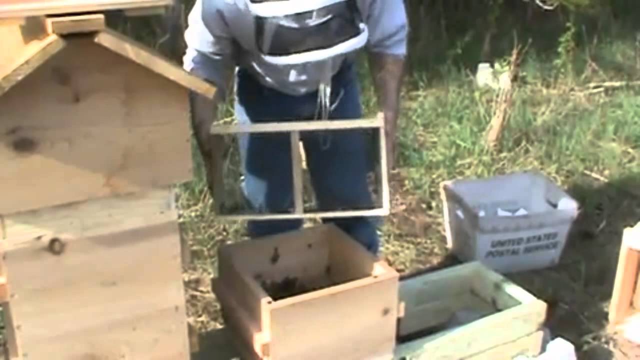 Warre hive bee installation