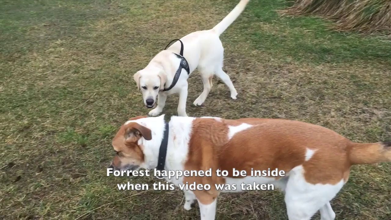 子犬たちの成長記録(Puppies big!!) YouTube