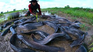 amazing fishing! catch a lots of catfish in little water at field by hand a fisherman