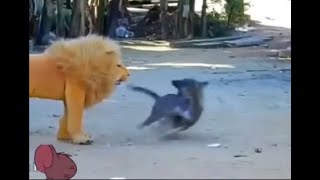 Lion prank on innocent dog! by TV 2 관리자 56 views 2 years ago 18 seconds