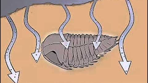Fossilization
