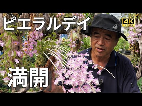 世界の野生蘭ORCHID ATLAS VOL.4 デンドロビウム・バルボフィルム 八坂