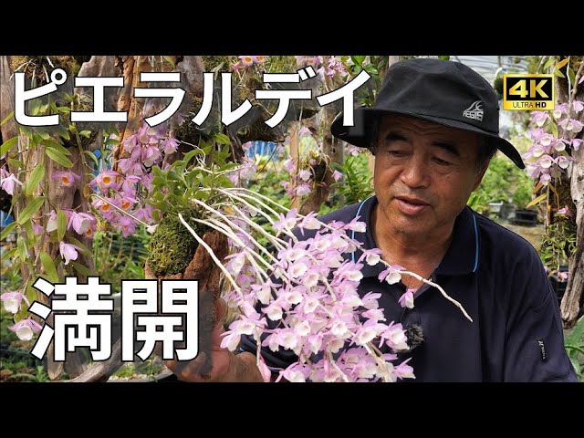世界の野生蘭ORCHID　ATLAS VOL.4 デンドロビウム・バルボフィルム デンドロビウム アフィルム - 「中越植物園オンラインショップ」 世界