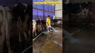 Bazzad Dairy Farm 🐄(Makrauli Kalan Rohtak)#shorts #cow #indianfarming