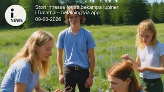 Stort intresse för att bekämpa lupiner i Dalarna – betalning via app Stort intresse för att bekämpa lupiner i Dalarna – betalning via app