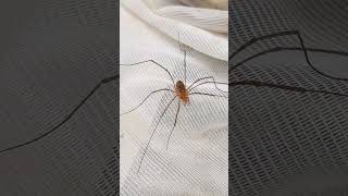 Harvestmen Nelima doriae #chelicerata #arachnids #opiliones