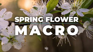 Spring Flower Macro Photography with Nikon Z7 and Tokina 100mm