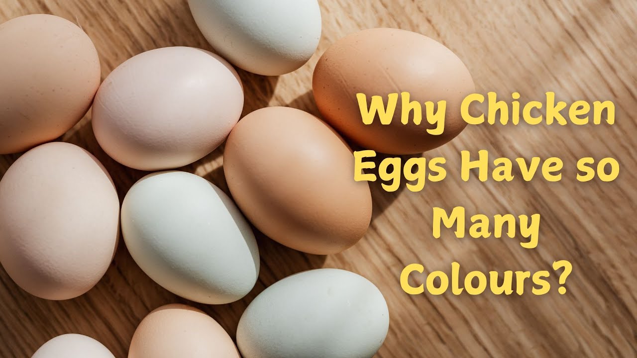 Why Chicken Eggs Come in Different Colors?