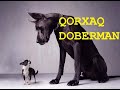 Qorxaq Dobermanın təlimi.İnsan qorxusu,gəzmək qorxusu,su qorxusu .