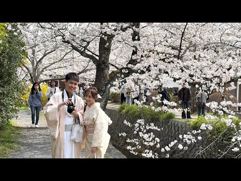 【4K-HDR】満開の京都・哲学の道が絶景すぎる！一生に一度は見たい「桜のトンネル」散策 Full Bloom Sakura on Kyoto's Philosopher's Path
