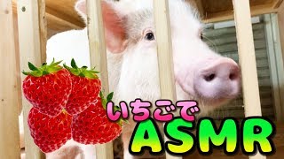 ミニブタのくちゃくちゃ【ASMR】mini pig ASMR