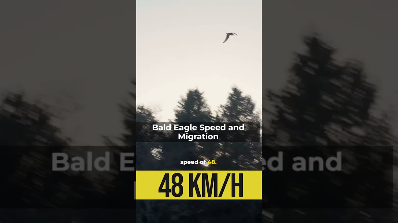Bald Eagle Speed and Migration