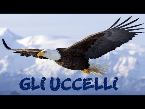 Video-lezione sui Vertebrati: gli uccelli