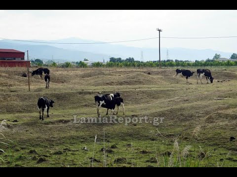 Βίντεο: Οι κοινωνικές ζωές των αγελάδων
