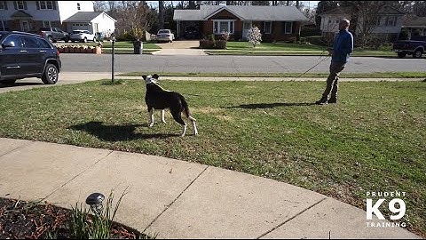 Prudent K9 Training - Challa - Leash Pressure with Prong Collar