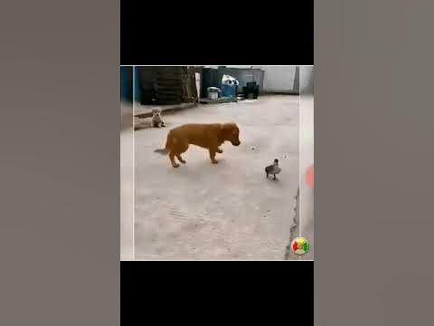варпач - YouTube