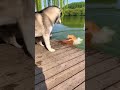 🐾 Epic Animal Showdown Husky vs Cat at the Lake! #ViralVideo #AnimalAntics #HuskyVsCat
