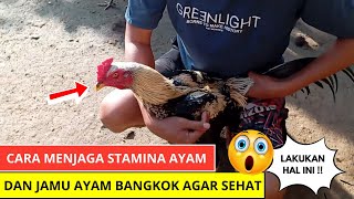 Cara Lengkap Menjaga Stamina Ayam & Jamu Ayam Bangkok Agar Sehat
