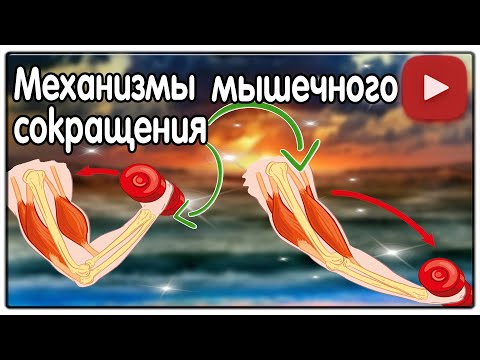 Физиология. Механизмы мышечного сокращения.