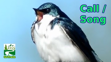 Tree swallow bird call / song / sound