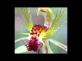 caladenia orchid слайд-шоу