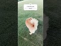 my dog perfectly finished her pee in sync with this audio