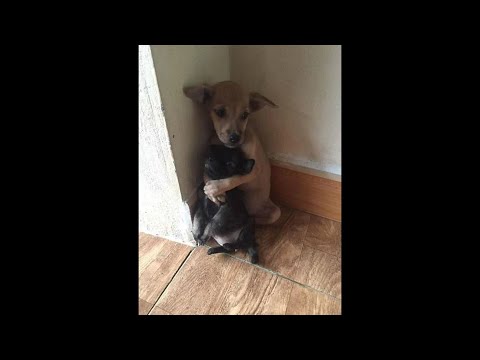 Видео: Ако кучетата можеха да говорят 