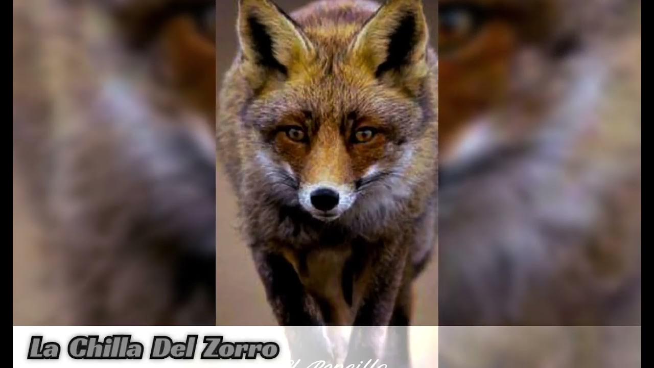 Reclamo Caza Zorro Rivolier Primos Renard