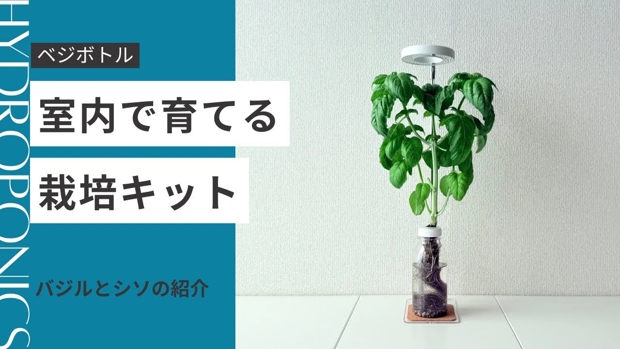 Vegetable Bottle] Easy even for beginners! Herb cultivation kit