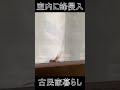 古民家あるある。いつの間にか蜂が室内に侵入してる。#古民家暮らし　#田舎暮らし　#田舎移住