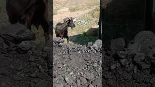 свое хозяйство это автономия