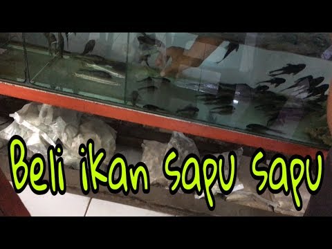 beli ikan sapu sapu - youtube