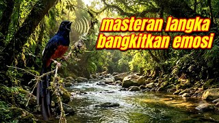 Terapi Murai Batu Full Alam – Suara Sungai Mengalir & Burung Liar | Natural Sound Masteran