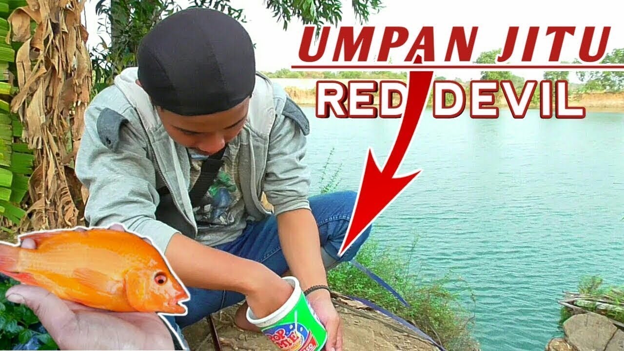 Mancing ikan red devil dengan Umpan Paling Jitu !!