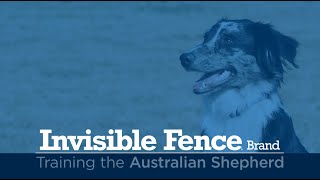 Training an Australian Shepherd to Use the Invisible Fence® Brand System