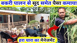 Goat farming में सारा खेल हरा चारा का है || CIRG से ट्रेनिंग लिया || Goat farming low cost model