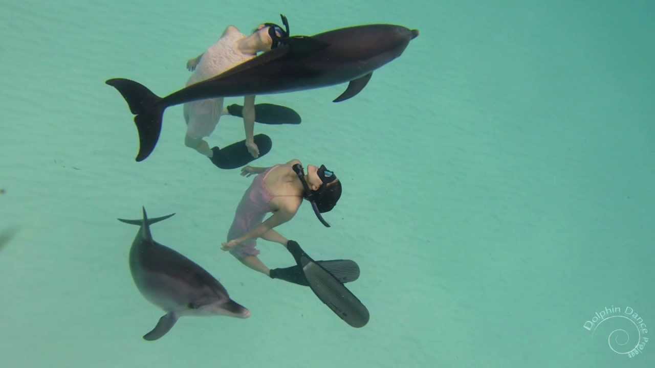 Dolphin Dance in 3D - Dolphin Dance Project
