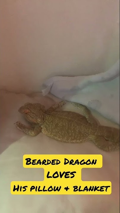 Can i put a blanket in my bearded dragon tank