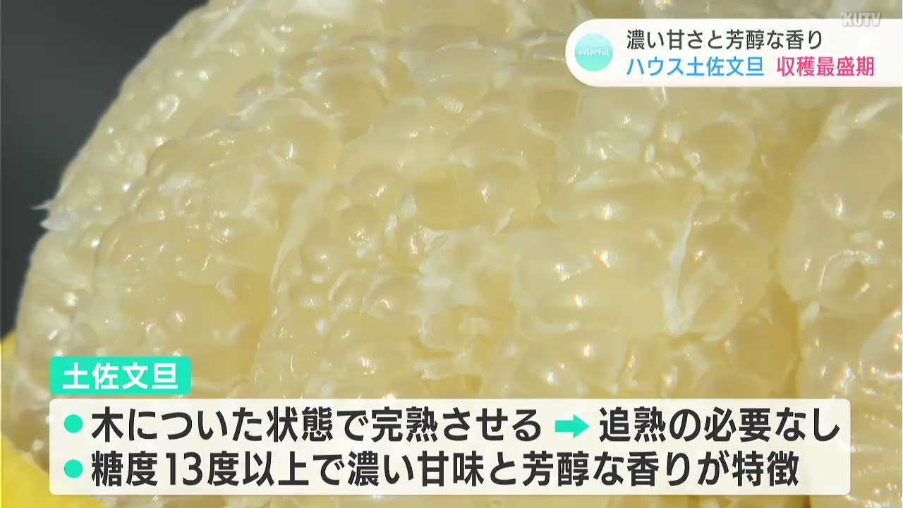 濃い甘さと芳醇な香り！ハウスの土佐文旦が収穫最盛期を迎える - YouTube