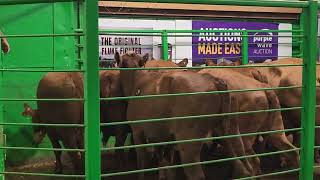 Powell's 3 & 4 year old cows, Milan, MO