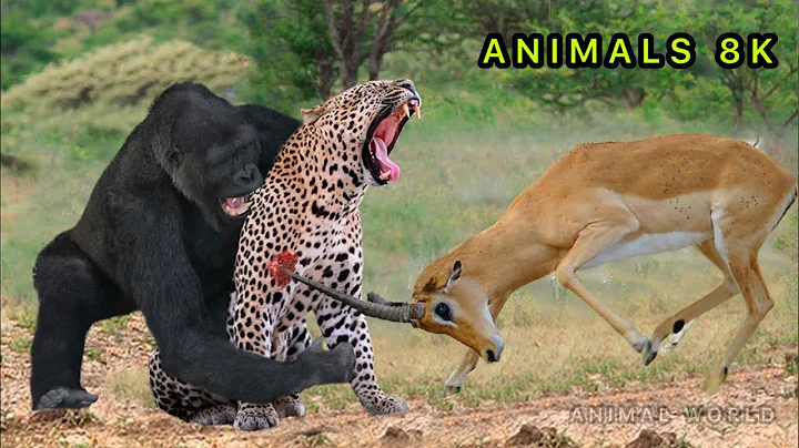 scary!! gorillas and deer herd destroy tiger , buffalo vs lion , crocodile , wild boar