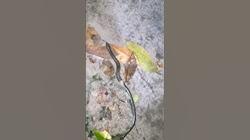 Cá lóc vay xanh vượt cạn để sinh sản #shorts