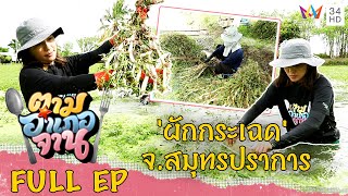 'ผักกระเฉด' จ.สมุทรปราการ | ตามอำเภอจาน | 20 ส.ค.65 Full EP