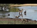 WILD DOGS CHASE WATERBUCK INTO THE DAM! 😱