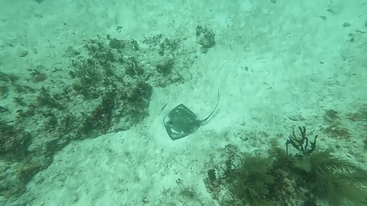 Mexico Vacation- Stingray with Tonya Grimes and To...