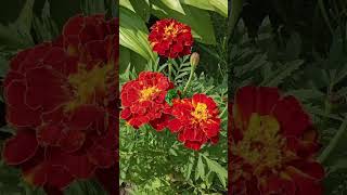 Bloom, O marigold so bright,#flowers #nature #short#feed