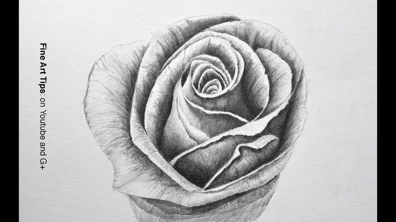 Rose Drawings In Pencil Outline