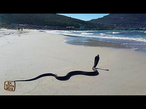 Video: 7 Pantai Paling Indah Di Bumi, Menurut Pakar Perjalanan