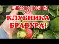 /Шикарная нов.инка 2020г, клубника нсд, БРАВУРА! /